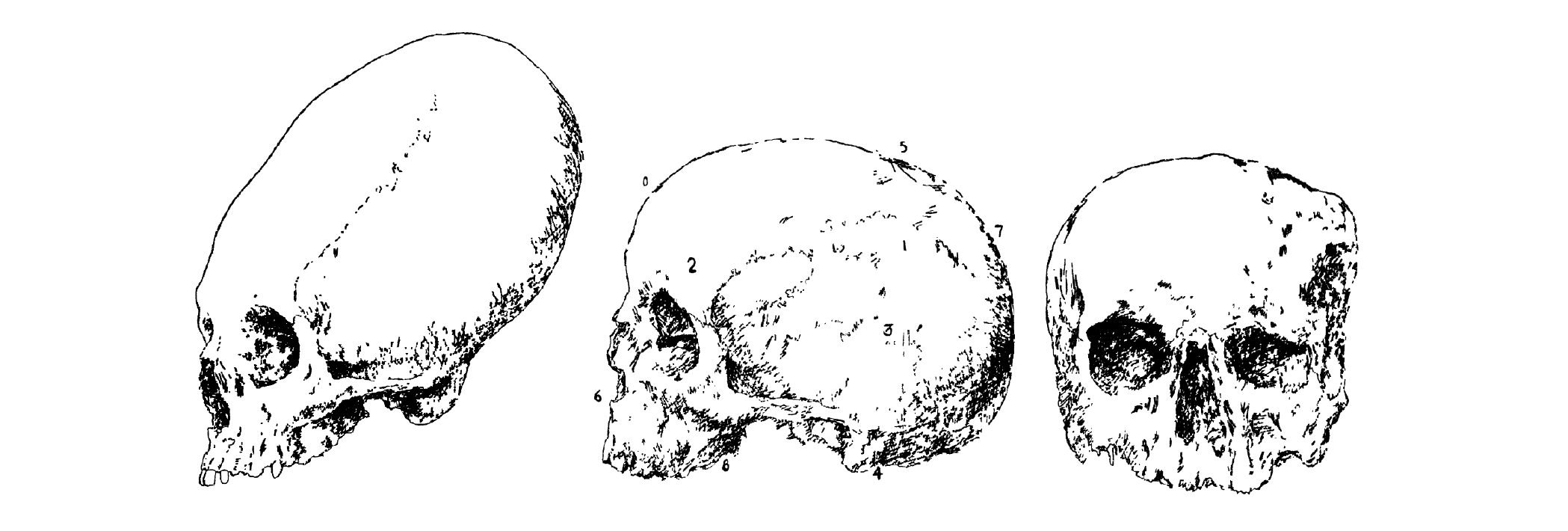 Calaveras