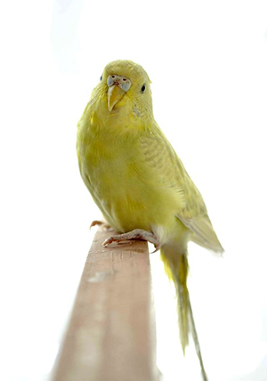 Raúl García Sangrador: Peter